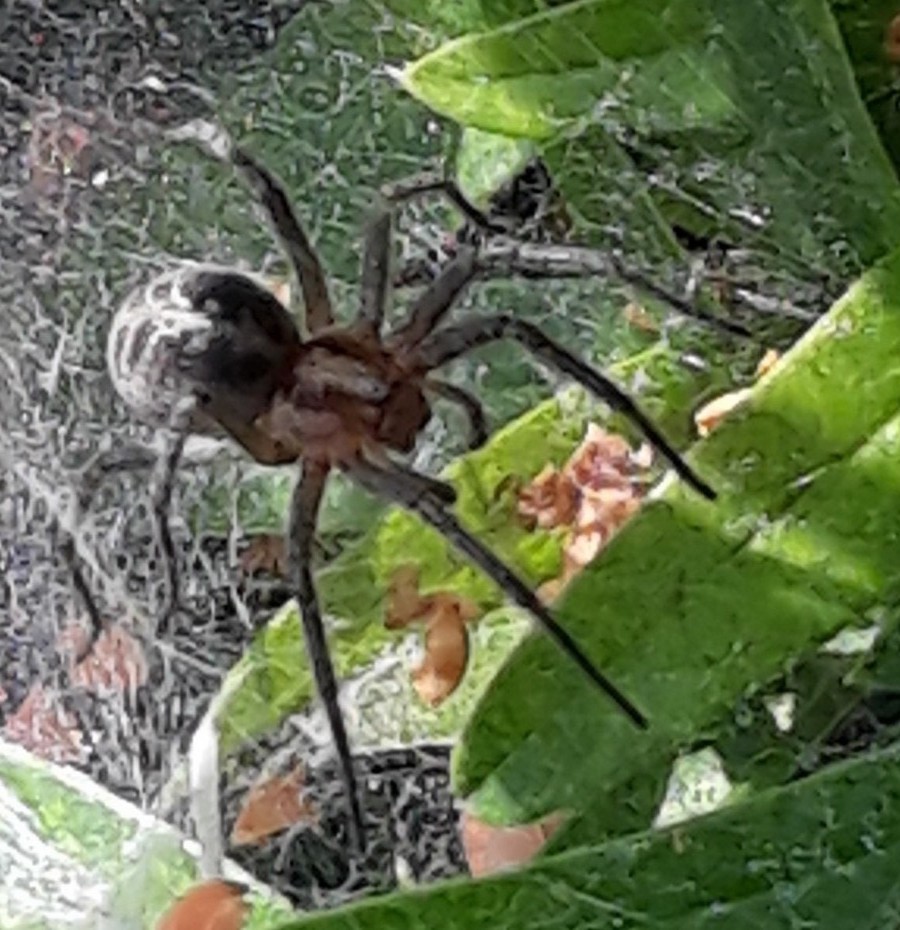 Agelena sp. - laghetto di Seregno (MB)